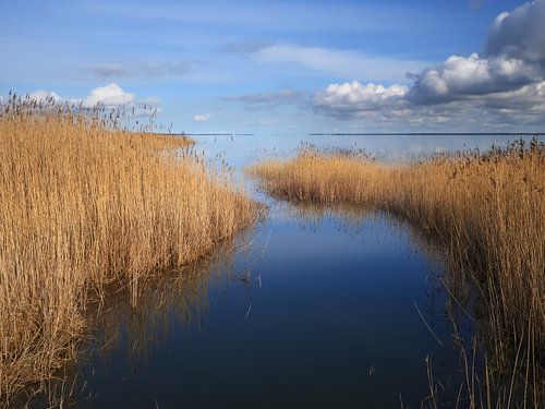 Saaler Bodden bei Wustrow auf dem Darß 7