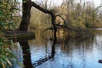 geknakte boom hangend in het water