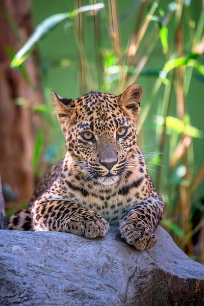 Leopard by Mariska Rademaker