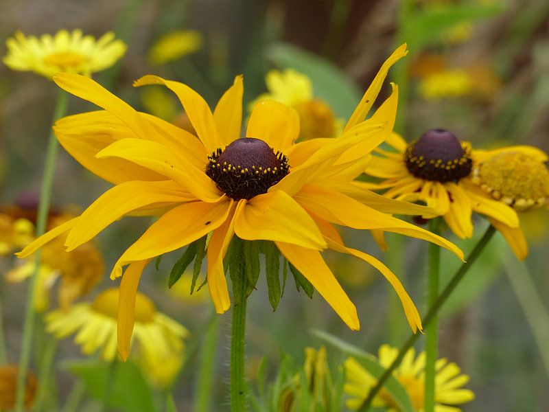 gele bloemen by Gonnie van Hove