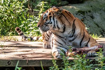 Amur-Tiger oder Sibirischer Tiger : Ouwehands DIerenpark von Loek Lobel