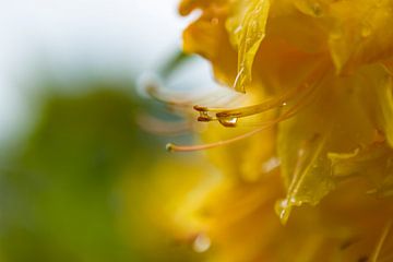 Azalea close-up Geel abstract