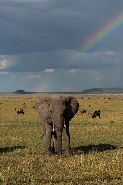Elefant unter dem Regenbogen von Ingrid Sanders