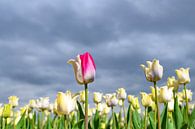 Field of blossoming white tulips and one pink tulip during springtime by Sjoerd van der Wal Photography thumbnail