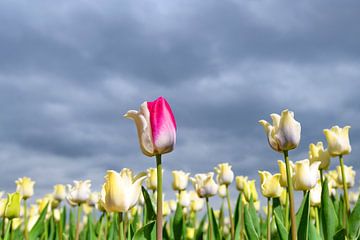 Bloeiende witte tulpen en een roze tulp in het voorjaar
