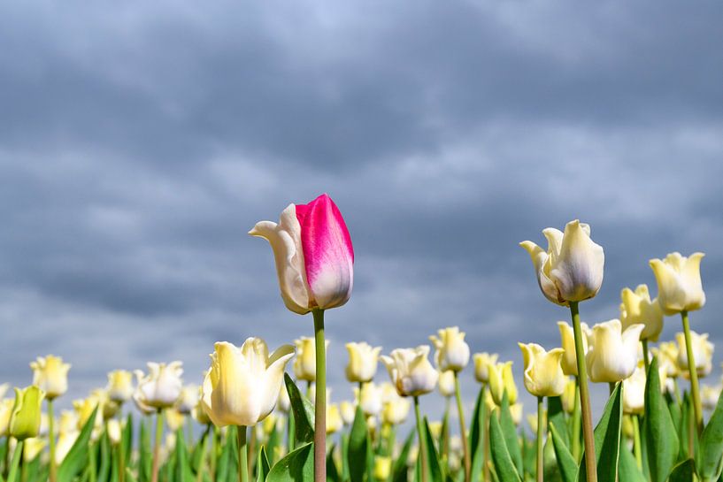 Field of blossoming white tulips and one pink tulip during springtime by Sjoerd van der Wal Photography