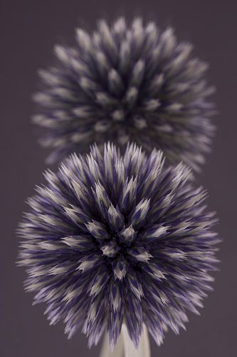 Paarse  Kogeldistel weerspiegelt in de achtergrond