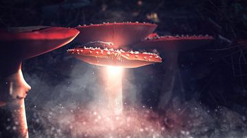 Autumn 2018 Magical Mushrooms van Angelo van der Klift