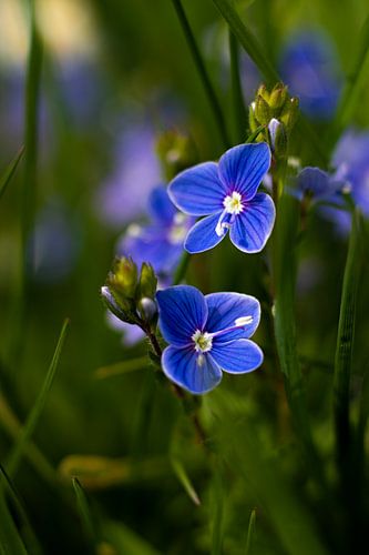 Prix honorifique des fleurs