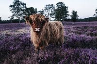 Schotse Hooglander op de heide