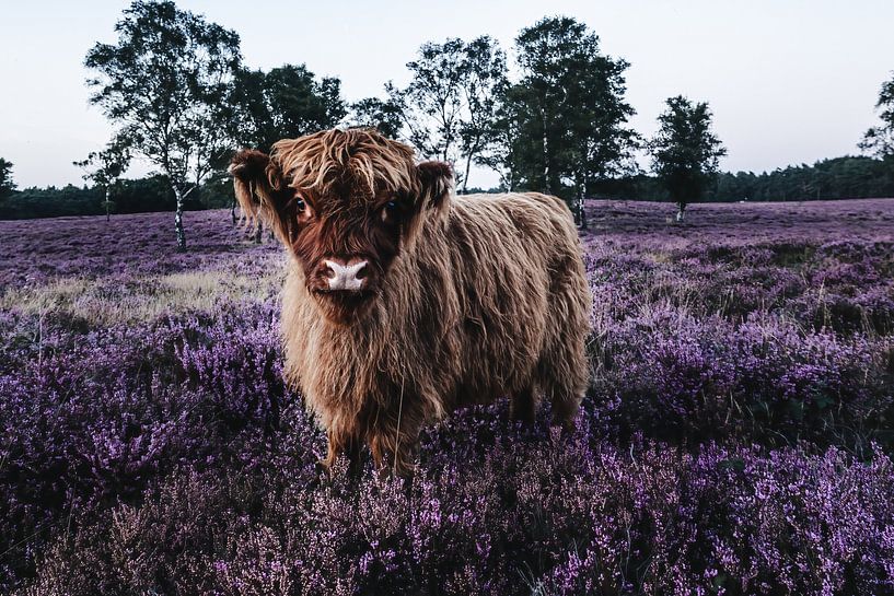 Highland cow on the heath by Carlijn Oostermeijer