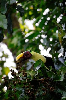Toucan in Costa Rica