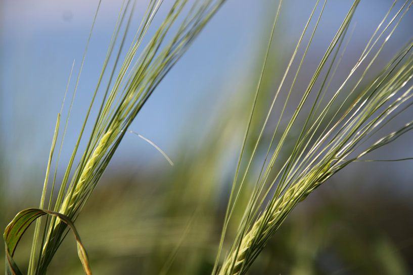 graan in de lente  von Nienke Stegeman