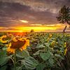 Sonnenblumenfeld im Sonnenuntergang von PixelDynamik