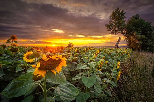 Zonnebloemveld bij zonsondergang van PixelDynamik