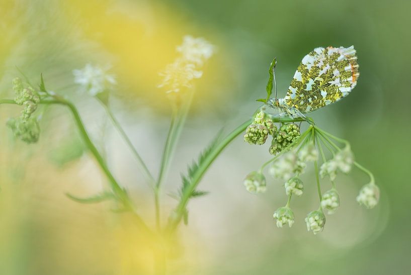 Orange tips among cow parsley by Moetwil en van Dijk - Fotografie