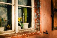 Fenster 