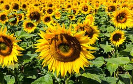 Sonnenblumenfeld von Frank Herrmann