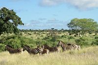 Zebras and buffalo in landscape Kruger park