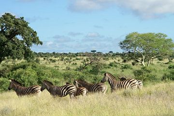 Zebra's en buffel in landschap Kruger park van Frits Schulte