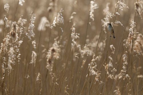 Paruline des carex (Acrocephalus schoenobaenus)