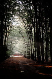 Sunbeams filtering through the trees along a lovely nature trail in the Veluwe in the Netherlands by Koen Lipman