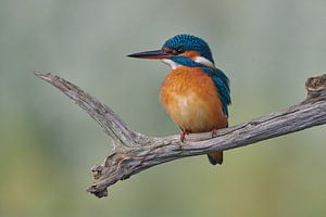 Eisvogel