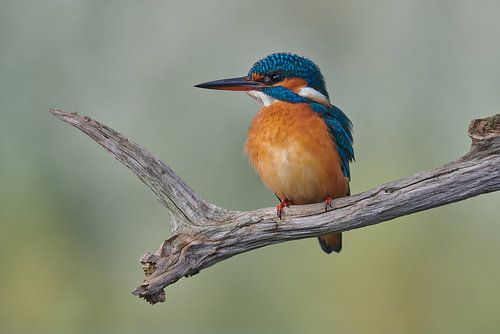Eisvogel von Eisvogel.land - Corné van Oosterhout