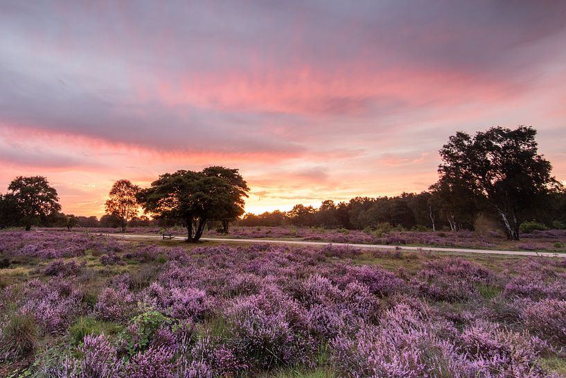 Sunset on the purple heather fields! by Peter Haastrecht, van