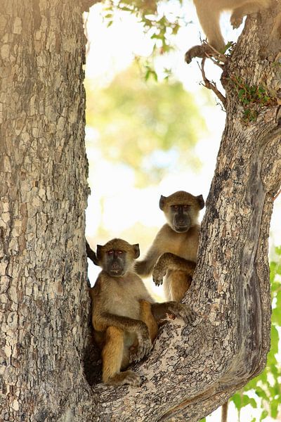 Deux babouins dans un arbre par Bobsphotography