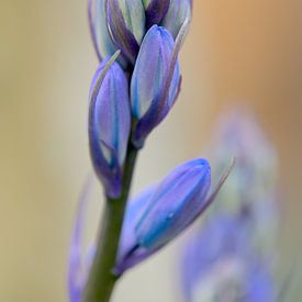 boshyacint (Hyacinthoides) van Jaap Kloppenburg