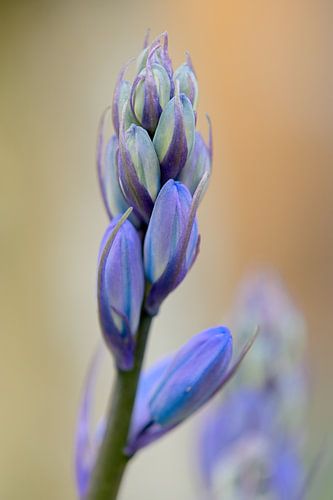 wood hyacinth (Hyacinthoides)