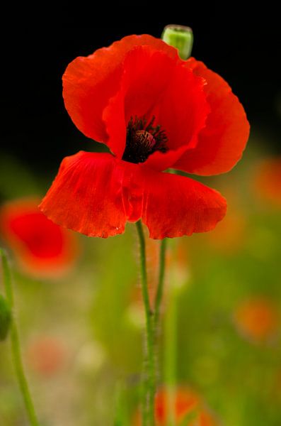 Poppy by Lisa Foto
