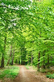 Buchen im Emmerdenner Wald von Corinne Welp