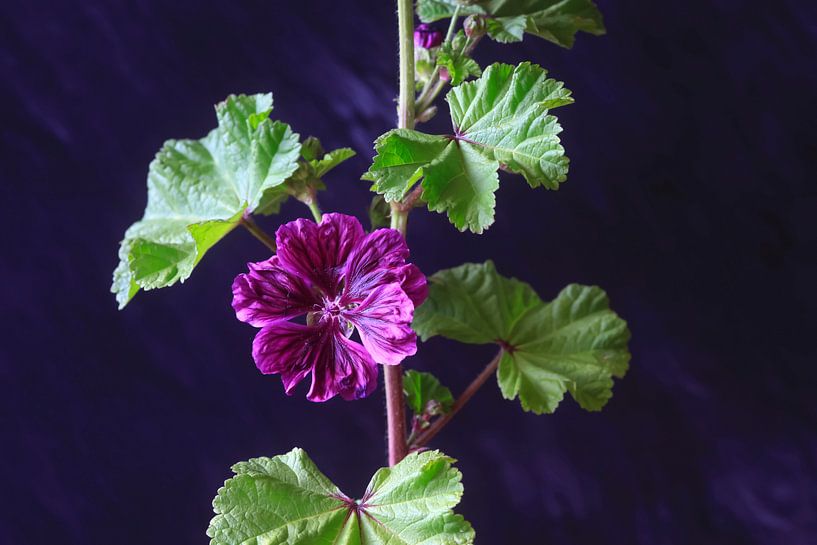 Stockrose von Thomas Jäger