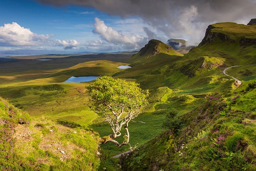 Baum in der Quiraing von Antwan Janssen