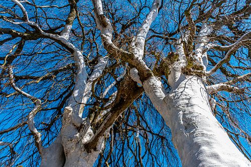 Des arbres en lutte sur Dieter Walther