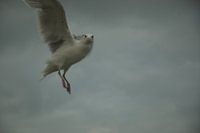 Bird, Interrupted