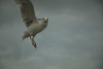 Bird, Interrupted by GeeeDeeeBeee