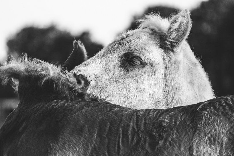 Cuddling foals by Kim van der Plas