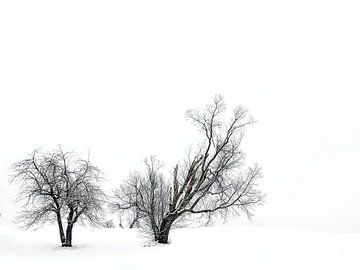 Winterliche Kargheit von Iris van Loon