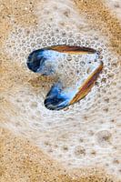 mussel shell in the surf
