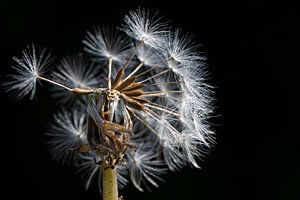 Uitgebloede paardenbloem closeup /  paardenbloempluis Dandelion pluis zwart van KB Design & Photography (Karen Brouwer)