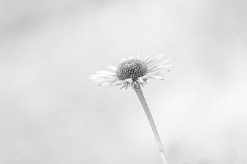 Echinacea von Hanneke Bantje