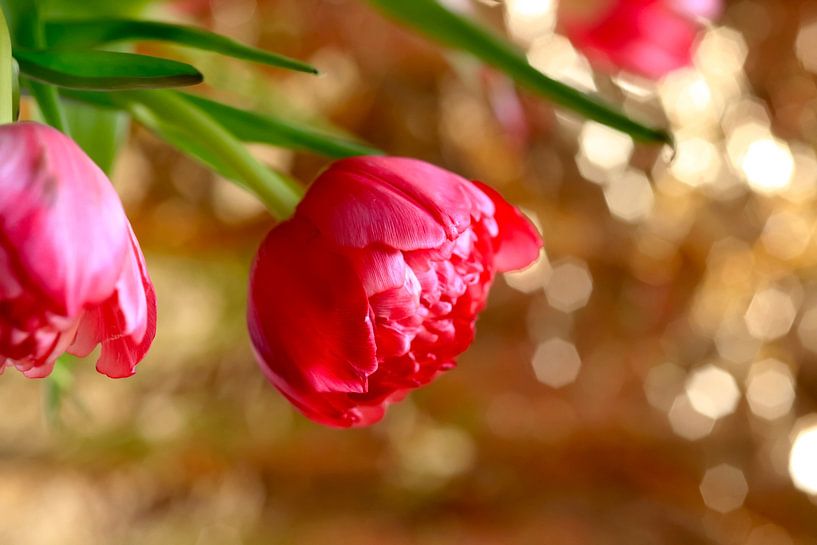 Gefüllte Tulpe von Thomas Jäger