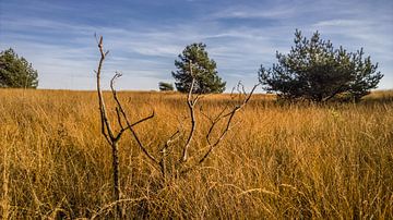 Dutch Savanna by rosstek ®