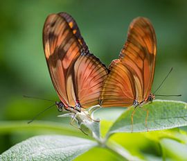 Mating Julia Longwing Butterflies by Ingrid Ronde