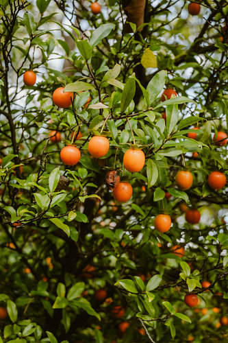 Ripe orange fruits on the tree | Botanical print in the Koishikawa Botanical Garden in Tokyo, Japan