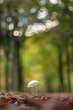 Champignon de porcelaine au milieu du sentier forestier