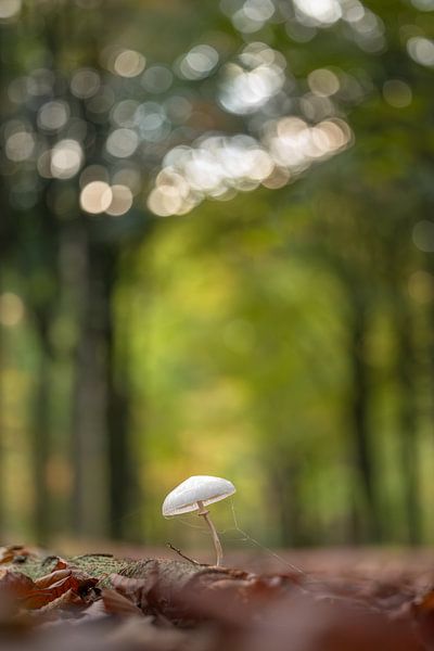 Porcelain fungus in the middle of the forest path by Moetwil en van Dijk - Fotografie